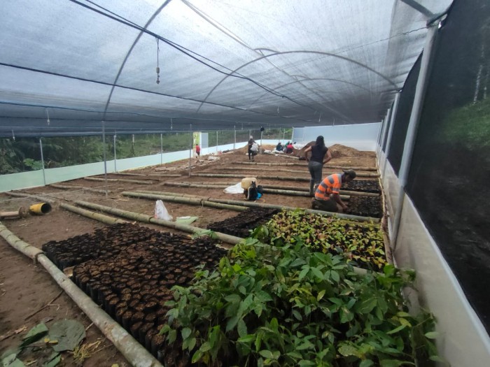 2021_CONDESAN-EC-Cloud_Forest_of_Northwestern Ecuador-Saplings growing in tree nursery