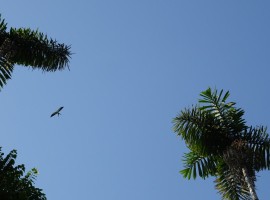 DSC06832 (Middel).JPG