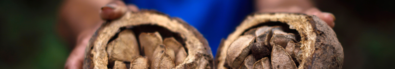 Castaña Brasilian nuts.png