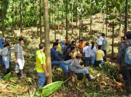vorming aanplanting
