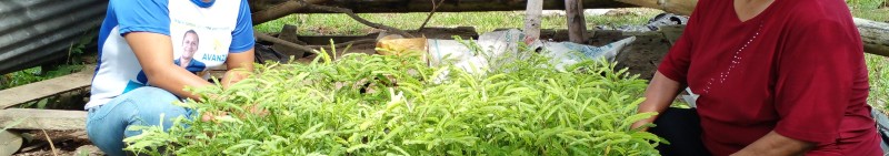 2021_CONDESAN-EC-Cloud_Forest_of_Northwestern Ecuador-Farmers receiving tree species to regenerate t